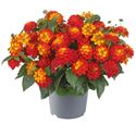 Afbeelding van Lantana P12 Red